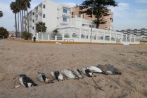 En la Bahía de Algeciras siguen apareciendo aves marinas muertas