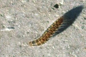 El PSOE denuncia la existencia una plaga de procesionarias en el Parque del Torrejón