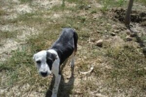 Podemos denuncia el trato "irregular e inhumano" que presta la perrera de Los Barrios