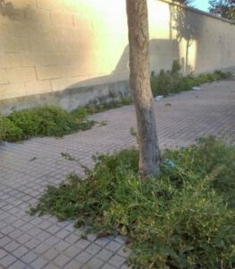 LVA denuncia dejadez en varias calles del Rinconcillo