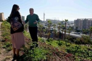 Supervisan los trabajos de adecuación del palmeral de la autovía