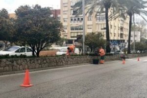Parques y Jardines tala desde esta noche las palmeras enfermas de la avenida Blas Infante
