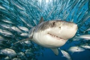 El Estrecho posee la mayor diversidad de tiburones del Mediterráneo