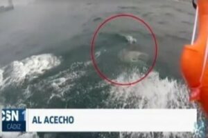 Segundo avistamiento de un tiburón en Getares (video)