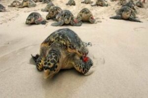 Mañana en la playa de Bolonia serán liberadas unos ejemplares de tortugas marinas rescatadas