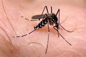 Ceuta instala 32 trampas para detectar si el mosquito tigre ha llegado desde Algeciras