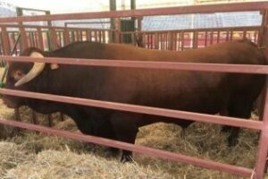 La ganadería El Mastral, ganadora de los premios de la Feria del Ganado