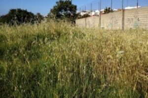 Denuncian el desbroce de dos parcelas colindantes al campo de fútbol en El Saladillo