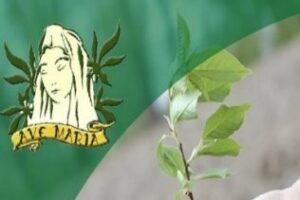 La mejor tienda de semillas de cáñamo de España está en Algeciras