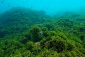 La riqueza de los fondos marinos del Estrecho, amenazada por un alga