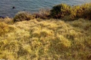 Continúan los trabajos de limpieza y desbroce en el Parque del Centenario