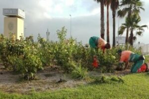 Algesa realiza trabajos de limpieza entre la rotonda del Varadero y Los Pastores