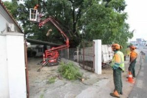 Parques y Jardines comienza una campaña de poda de árboles