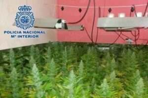 La Policía Nacional desmantela una plantación de marihuana instalada en una vivienda de La Línea