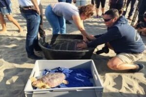 Medio Ambiente devuelve al mar dos tortugas marinas