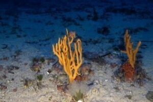 La colonización de las aguas del Estrecho pone en peligro todo el ecosistema