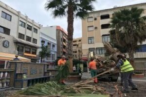 Operarios de Parques y Jardines realizan una gran poda de las palmeras de la Plaza Alta
