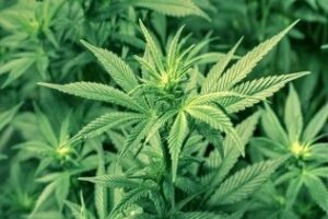 Gibraltar estudia una propuesta para el cultivo de cannabis legal en los túneles del Peñón
