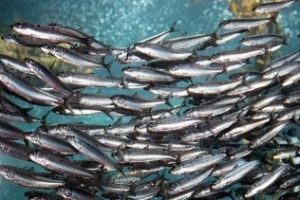 España, Portugal y la Comisión Europea analizan un posible Plan que permita el mantenimiento de la pesquería