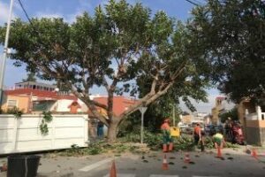 Parques y Jardines acomete un plan de poda