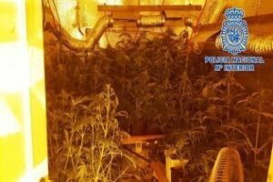 Intervención antidroga realizada por las U.D.Y.C.O, de Algeciras y La Línea (VIDEO)