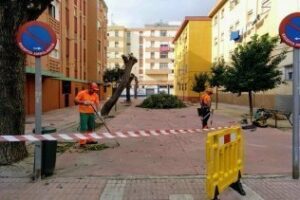 Parques y Jardines continúa con su plan de poda por la ciudad