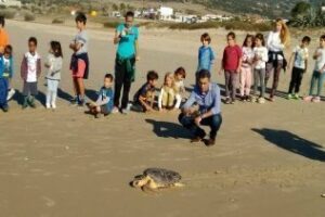 Liberada en la playa de Bolonia un ejemplar de tortuga boba recuperada en el Cegma de Algeciras