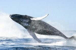 Colectivos ecologistas piden que se cumpla el protocolo nacional con los cetáceos muertos en el Estrecho