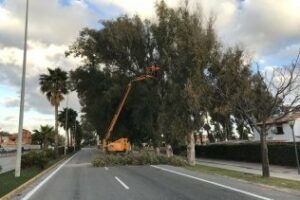 Parques y Jardines acomete la poda de los eucaliptos ubicados en la avenida Carlos Cano