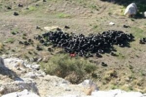 Verdemar Ecologistas en Acción denuncia la gran acumulación de neumáticos en Los Pastores