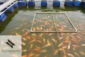 Pymestrecho: La acuicultura marina en Getares entre las que reciben inversión