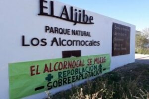 Agaden alerta de la seca está matando más alcornoques que los incendios forestales"