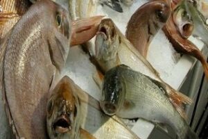 Unanimidad en el Parlamento andaluz en la defensa de la pesquería del voraz en el Estrecho que reclamaba PSOE