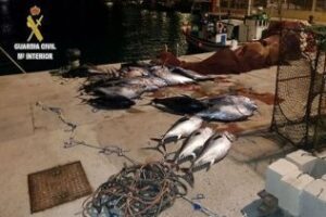 La Guardia Civil interviene más de una tonelada de atún rojo en el puerto de Tarifa