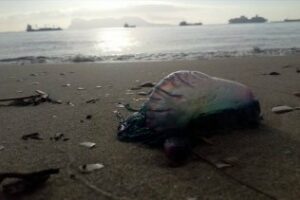 Carabelas Portuguesas han comenzado a llegar a las playas de El Rinconcillo