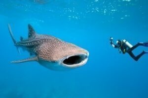 Viajes de Ensueño. Riviera Maya. ¿Conoces el tiburón ballena?