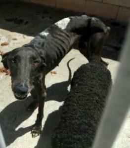 Verdemar Ecologistas en Acción quiere llamar la atención sobre el abandono de perros.