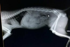 El Seprona investiga la muerte por un disparo de un gato en la barriada de El Rinconcillo