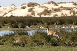 Algeciras participa en la Feria de Turismo Doñana Natural Life" en la aldea de El Rocío