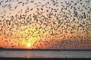 Científicos analizarán en Tarifa el cambio climático a partir del estudio de las migraciones de aves