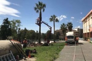 El Ayuntamiento poda las palmeras del IES Bahía de Algeciras a petición de la Junta de Andalucía
