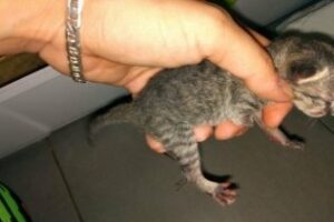 Pacma denuncia casos de maltrato animal en Algeciras