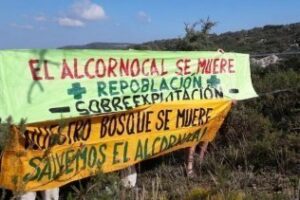 Denuncian que la Seca está matando a medio millón de alcornoques y exige soluciones urgentes