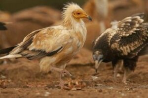 La Junta incrementará la vigilancia en el parque eólico para evitar la extinción del alimoche