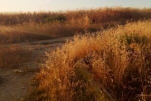 La Voz de Algeciras alerta de la necesidad de desbroce del parque Centenario para evitar incendios