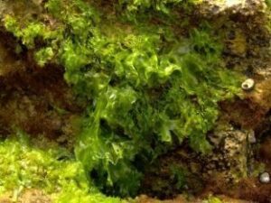 Pymestrecho: Algaluz obtiene garantías para registrar un nuevo producto de coméstica