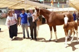 La Feria de Ganado de Algeciras cumple los 169 años