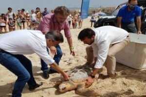 Liberan en Tarifa un ejemplar de tortuga boba rescatado hace un año enmallado y herido