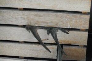 AGADEN denuncia la muerte de decenas de vencejos comunes adultos en la estación de tren de Algeciras