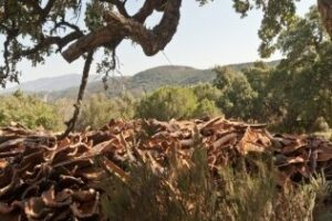 Acuña asegura el apoyo de la Junta para la pervivencia de oficios relacionados con el corcho